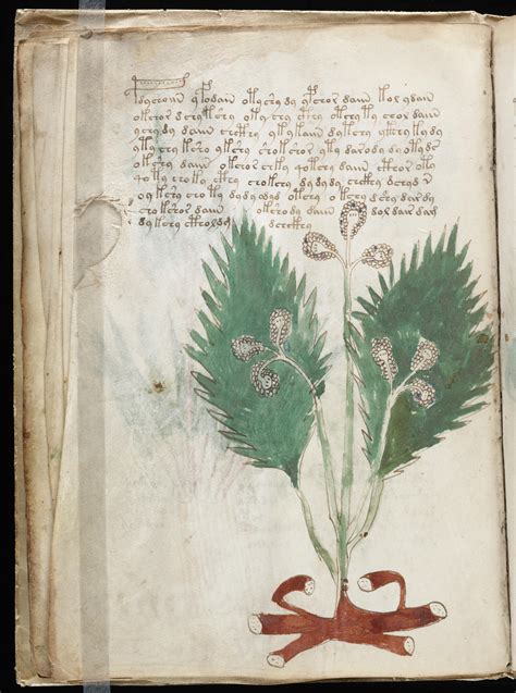The Book That Cannot Be Read Voynich Manuscript Voynich Manuscript