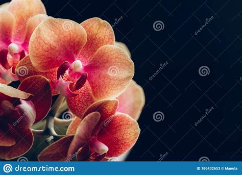 Orange Phalaenopsis Orchid Plant Stock Image Image Of Spring Hybrids