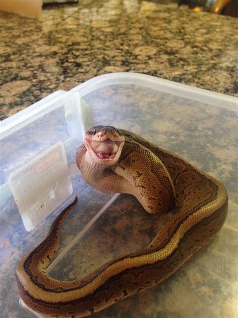 40 Most Popular Ball Python Cute Snake Pictures Listamp