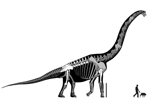 Brachiosaurus Altithorax Avec Homo Sapiens Et Canis Familiaris