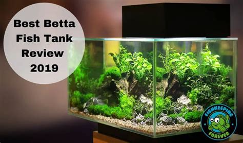 Best Betta Fish Tanks Top 10 Reviewed With Pros And Cons Fishkeeping