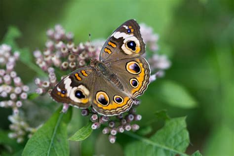 Common Buckeye Butterfly Stock Photos Pictures And Royalty Free Images