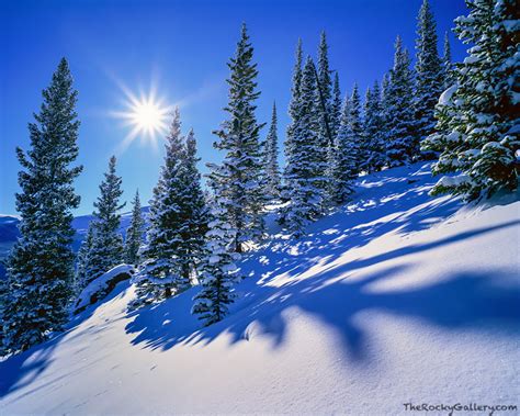 Pines And Snow Rocky Mountain National Park Co Thomas Mangan