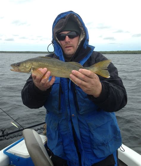 Houghton Lake Walleye Report Manistique Lakes Fishing Trip