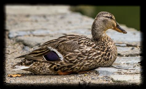 Photograph Immature Female Mallard Duck By Joanne Davis On 500px