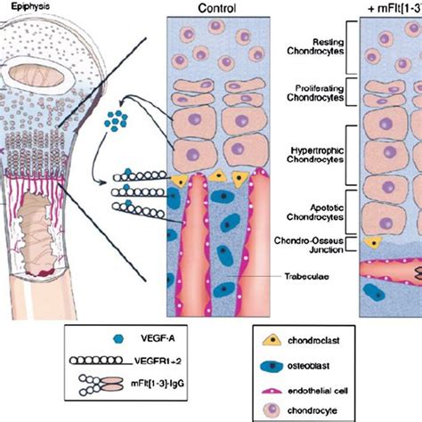vascular endothelial growth factor receptor binding and downstream download scientific diagram