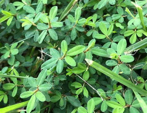 List of common weeds, with photos. Common Weeds - Virginia Green