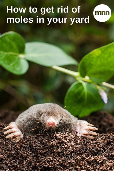 How To Get Rid Of Moles In Your Yard Moles In Yard Mole Repellent Mole