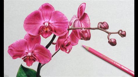 Realistic color pencil animal drawings. Orchid Flower Drawing In Pencil at GetDrawings | Free download