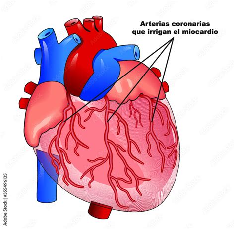 Arterias Coronarias Que Irrigan El Miocardio Corazón Humano Vector De