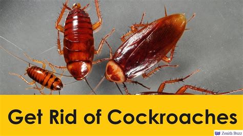 13 Effective Ways To Get Rid Of Cockroaches Quickly And Naturally Zenithbuzz