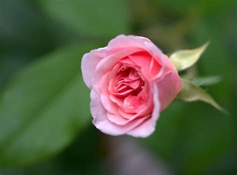 Baby Pink Rose Pentax User Photo Gallery