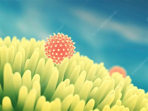 Pollen Grains On Flower Illustration Stock Image F0238639