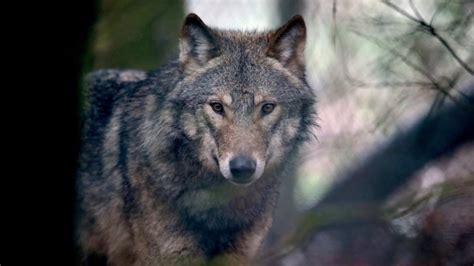 Video Captures Killing Of One Of The First Wolves In Denmark In More