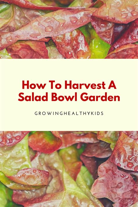How To Grow Your Own Mini Salad Bowl Garden