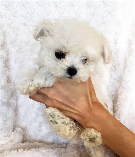 Teacup Morkie Puppy For Sale Iheartteacups