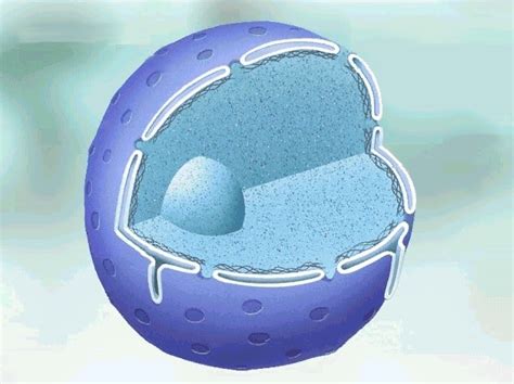Bios 10 NÚcleo Celular
