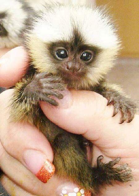 What Is A Finger Monkey Monkeys For Sale Cute Baby Animals Pet Monkey