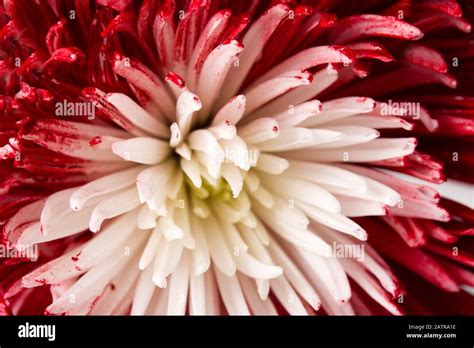 Red And White Flower Background Stock Photo Alamy