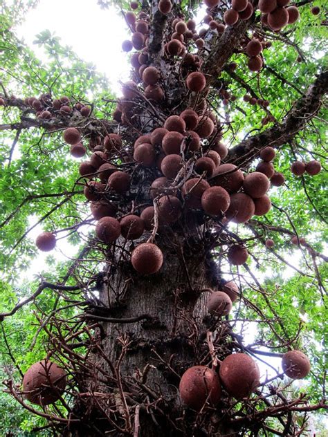 Top 10 Most Amazing Trees In The World Tree World Amazing