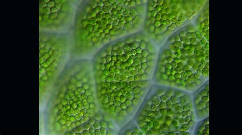 Botanical Wednesday: Since we were extracting chloroplasts in the lab