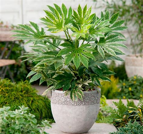 Fatsia Japanese Home Care Replanting And Propagation