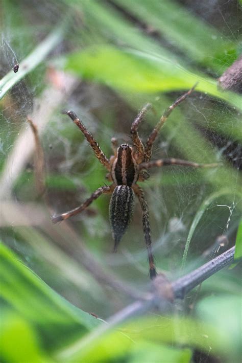 Grass Spiders Genus Agelenopsis Isaac M Flickr