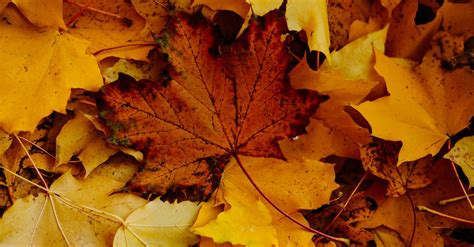 Close Up Photo Of Dry Maple Leaves · Free Stock Photo