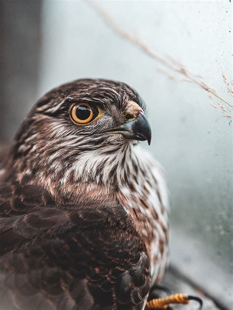 Falcon Bird Brown Predator Hd Phone Wallpaper Peakpx