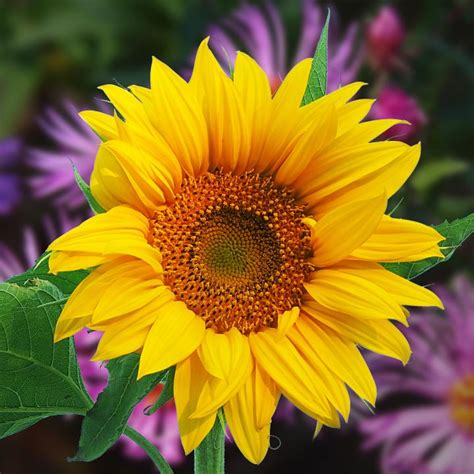 Lovely Sunflower Shutterbug