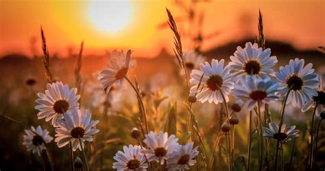 Flower Sunset Wallpapers Top Free Flower Sunset Backgrounds