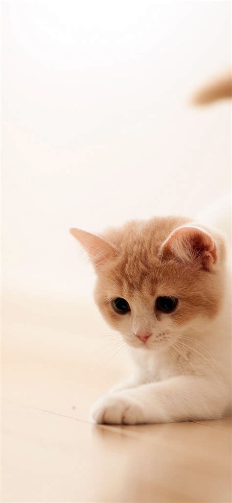 Cute Cat Hd Wallpaper 1080×2340 Webrfree
