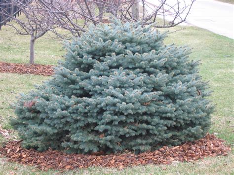 Dwarf Blue Spruce Tree