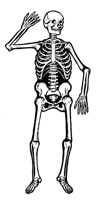 57 Free Skeleton Clip Art