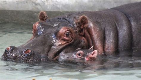 Dallas Zoo Reveals Gender Name Of Baby Hippo
