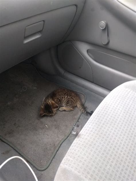 Kitten Found In Middle Of Road Squeaks In Gratitude At Her Rescuer For