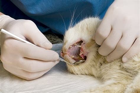 Dental Abscess In Cats Symptoms Causes Diagnosis Treatment