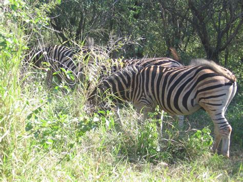 The Zebras On My Safari Zebras Photo 1068980 Fanpop