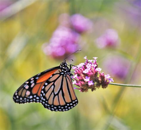 Butterfly Day In Taylor Celebrates Importance Of Butterflies In
