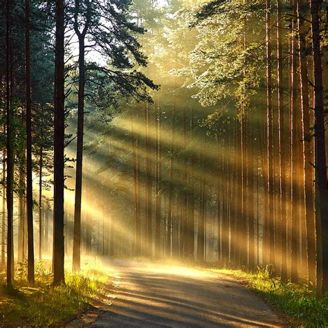 Sunlight Forest Light Path Road Sun Tree Wood Hd Phone