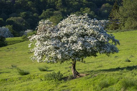 Rowan or mountain ash trees are always popular trees for small gardens. 18 Best Small Trees for Tiny Yards