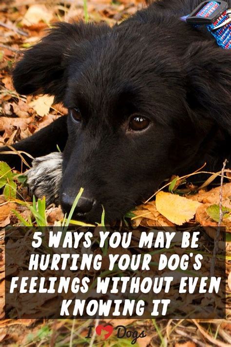 7 Things You Might Be Doing That Hurt Your Dog S Feelings Artofit