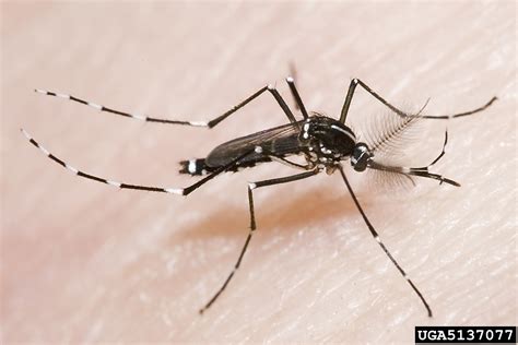 Asian Tiger Mosquito Aedes Albopictus Diptera Culicidae 5137077