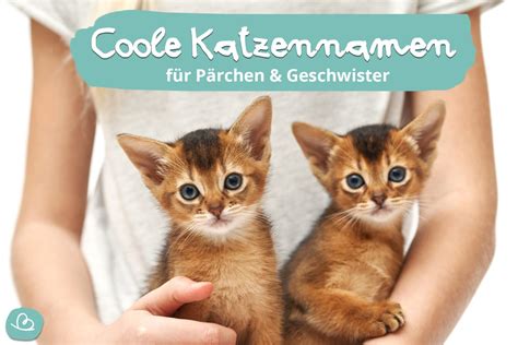 101 Coole Katzennamen Für Pärchen And Geschwister Wunderbuntde