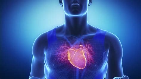 Beating Human Heart Stock Footage Video 2757695 Shutterstock