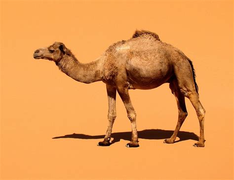 Camel Hd Wallpicsnet