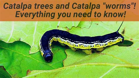 Catalpa Worms Are Actually Caterpillars Learn All About Their