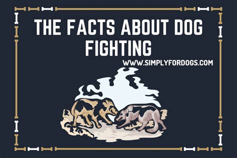 The Facts About Dog Fighting What You Need To Know Why And How To Stop