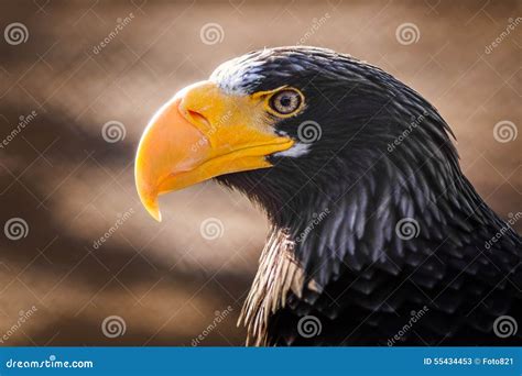 Eagle Mit Dem Gelben Schnabel Stockbild Bild Von Wirbeltier Schnabel