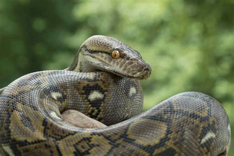 17 Fang Tastic Facts About The Python For Kids